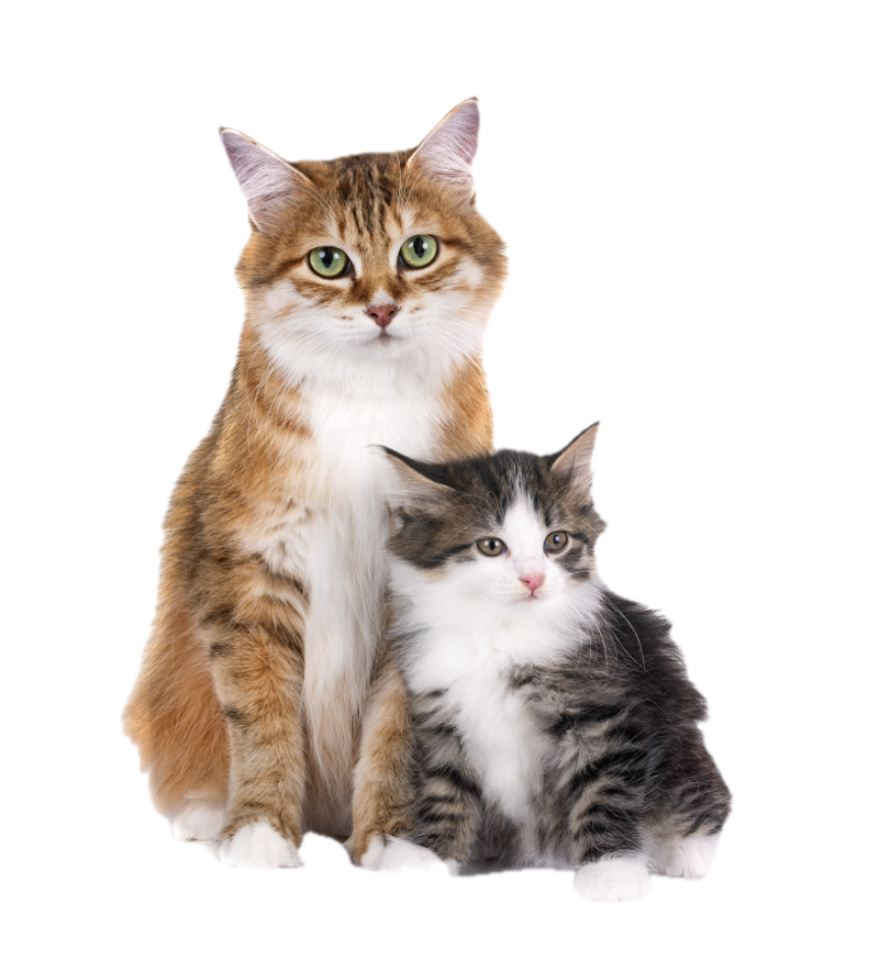 Best Cat Food in Dubai